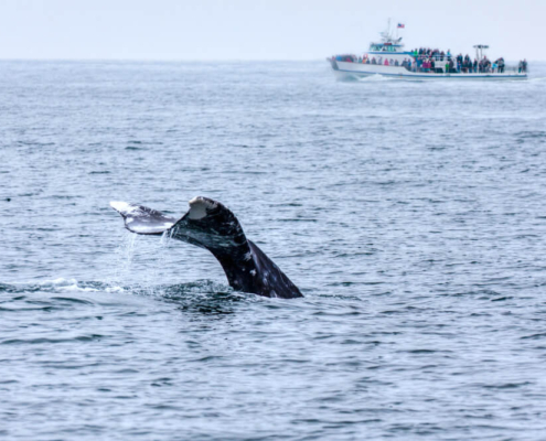 Whale watching is one of the best things to do in San Diego during the winter