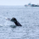 Whale watching is one of the best things to do in San Diego during the winter