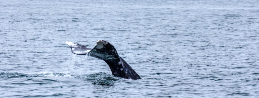 Whale watching is one of the best things to do in San Diego during the winter