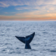 A blue whale tail spotted in San Diego