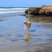 A dog running on the beach, one of the best pet-friendly things to do in San Diego
