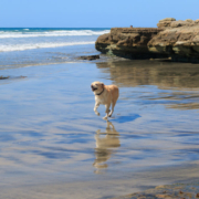 A dog running on the beach, one of the best pet-friendly things to do in San Diego