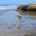 A dog running on the beach, one of the best pet-friendly things to do in San Diego