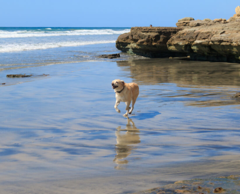 A dog running on the beach, one of the best pet-friendly things to do in San Diego