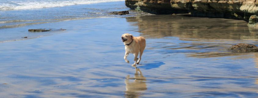 A dog running on the beach, one of the best pet-friendly things to do in San Diego