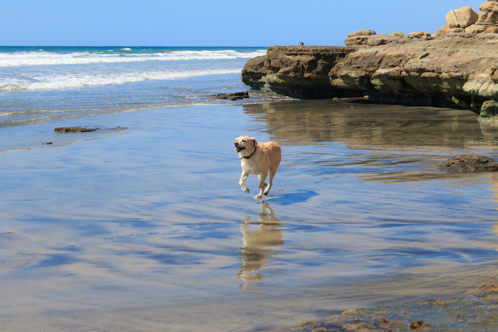 The Best PetFriendly Things to Do in San Diego