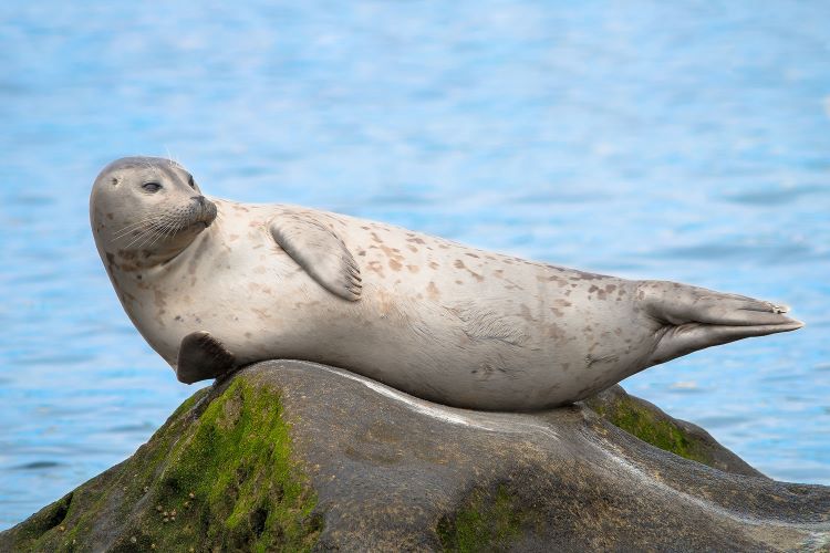 Seal relaxing on a rock next to the ocean in La Jolla 