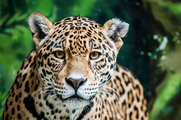 San Diego Zoo Jaguar