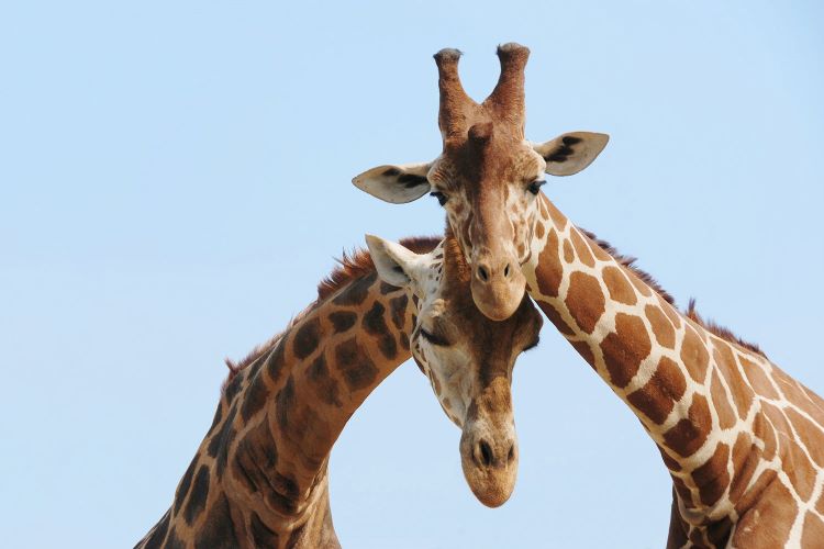 Two giraffes looking at you at San Diego Safari Park