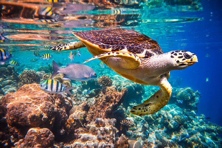 Turtle from Sea World San Diego swimming underwater