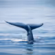A blue whale tail in the Pacific Ocean off the coast of San Diego