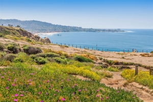 Torrey Pines State Beach & Natural Reserve